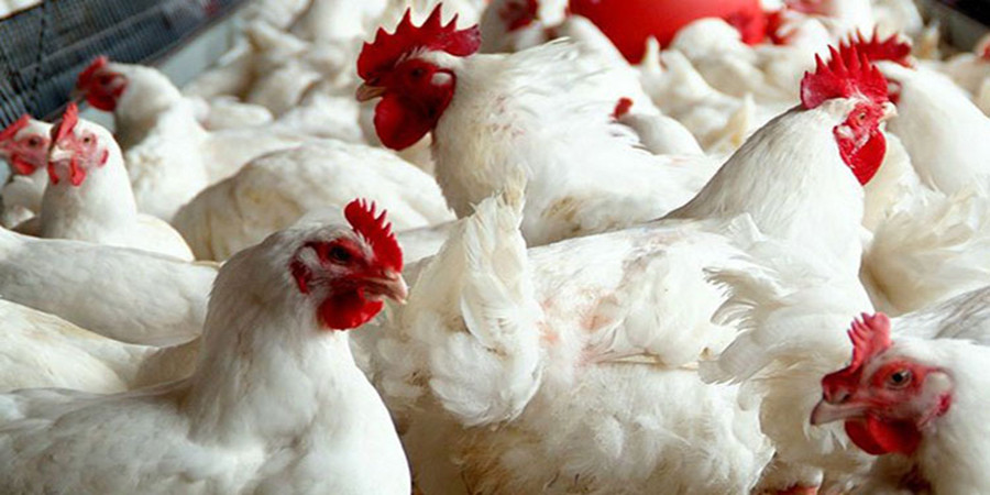 बढ्यो कुखुरा मासुको मूल्य - www.onlinepana.com